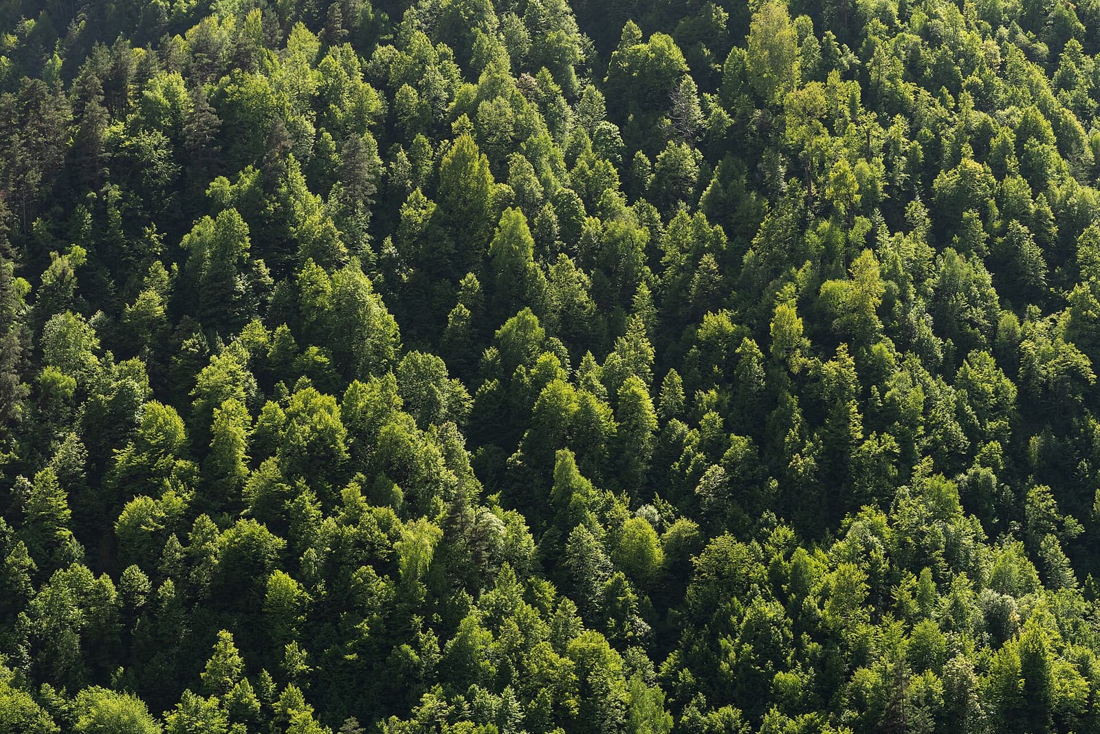 Dense mountain forest near Karadla